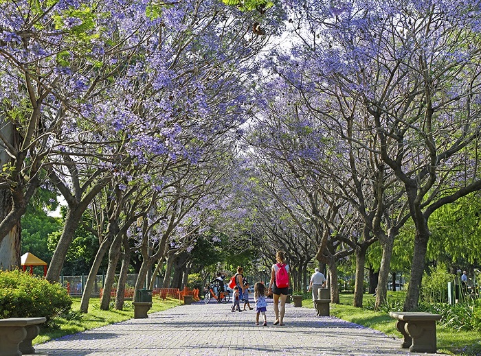 JACARANDAS